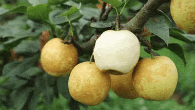 连州水晶梨园熟了!