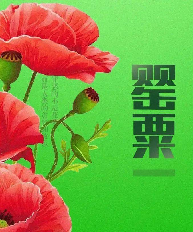 市民朋友罂粟是国家法律明令禁止的毒品原植物私自种植罂粟一株也违法