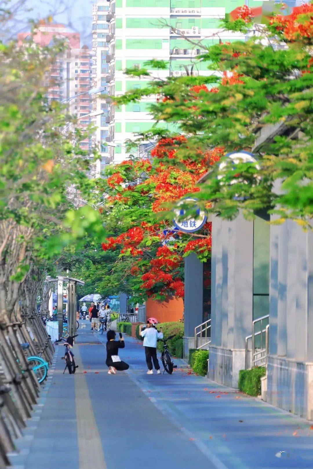 厦门街头,天花板级"网红"!_公园_凤凰_明星