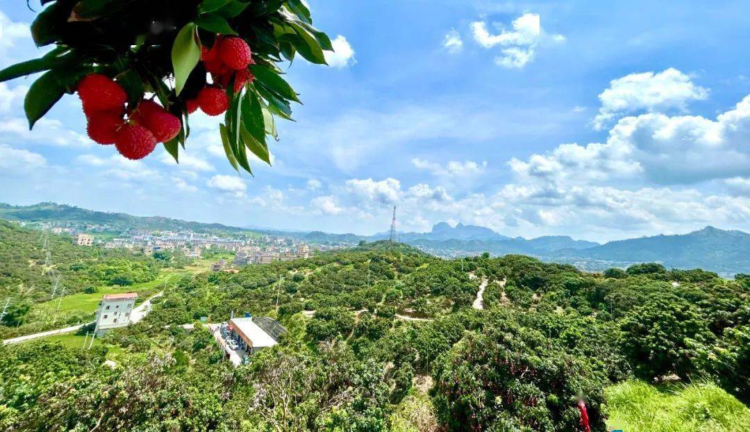 桂平麻垌镇漫山遍野荔枝红…_活动_产业_资料