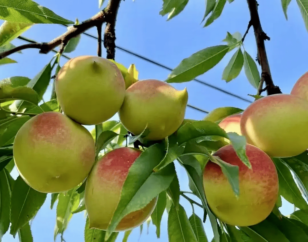 【桃醉盛夏 赢在连平】7月8日,连平举办2023年广东·连平鹰嘴蜜桃节暨