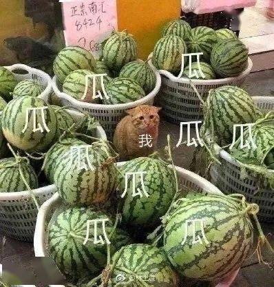 快把团团带回家团团的专属表情包——鸠兹