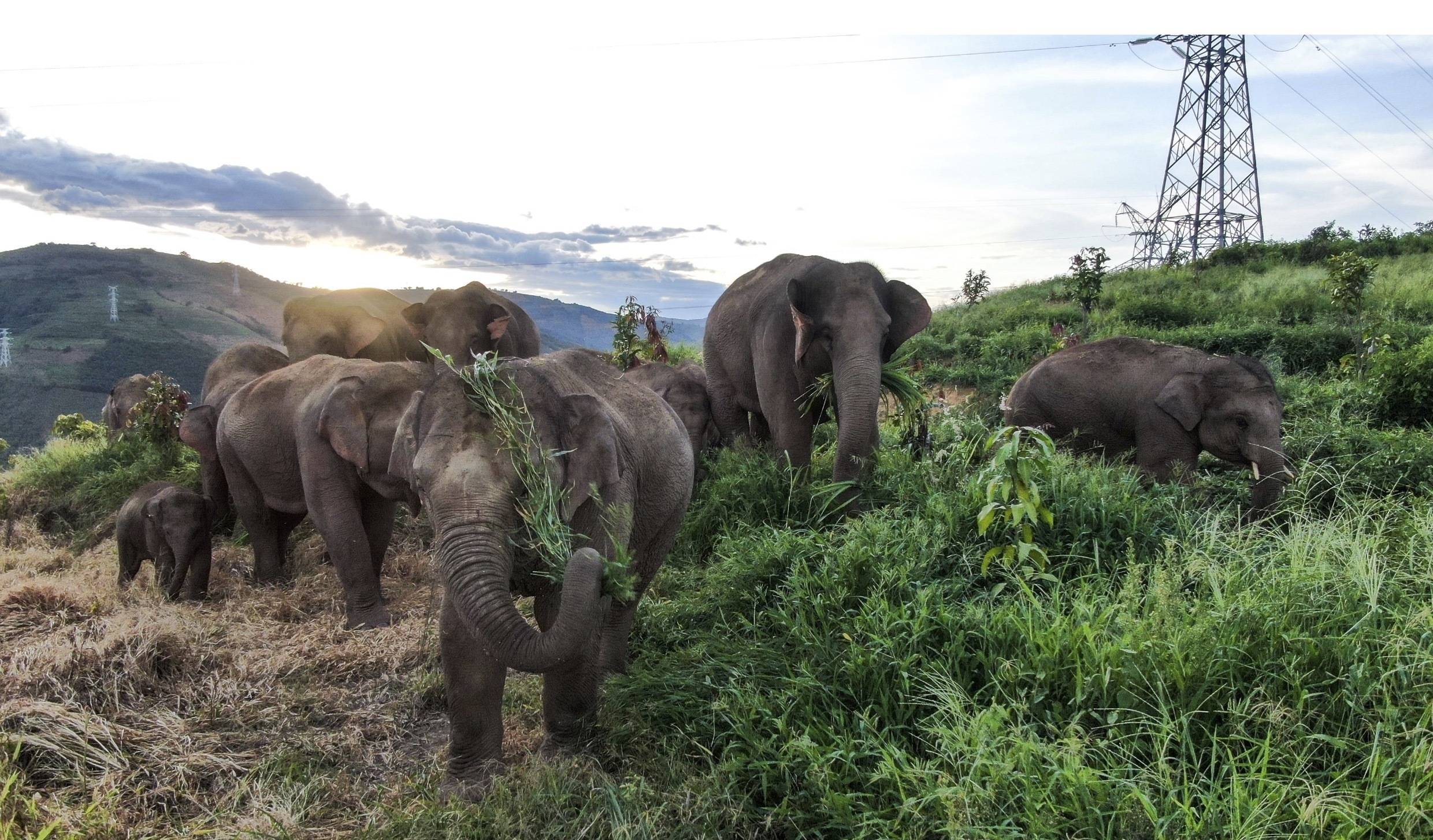 18个月,1000公里,《象行记》刻画中国野生象群迁移之旅_云南省_大象