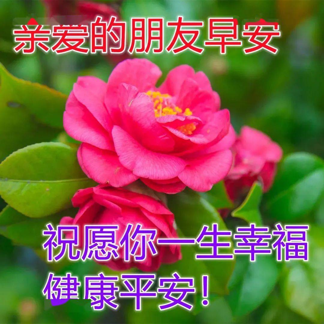 今日最新早上好表情包图片大全,每天送祝福,幸福都安康!