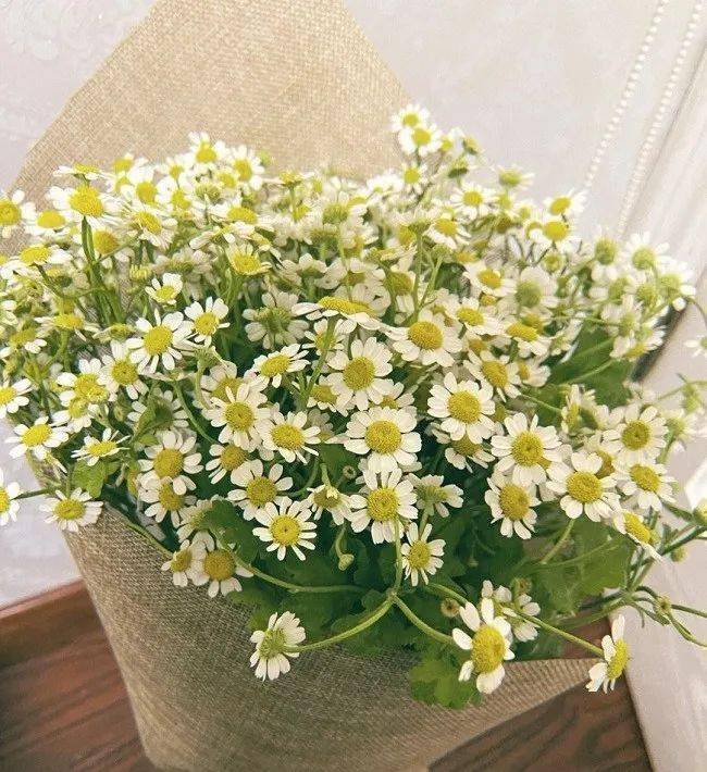 看图学插花 | 点状花材的表现特点_茶道_作品_课程