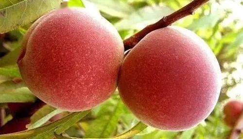 睢宁豆腐,新沂水蜜桃