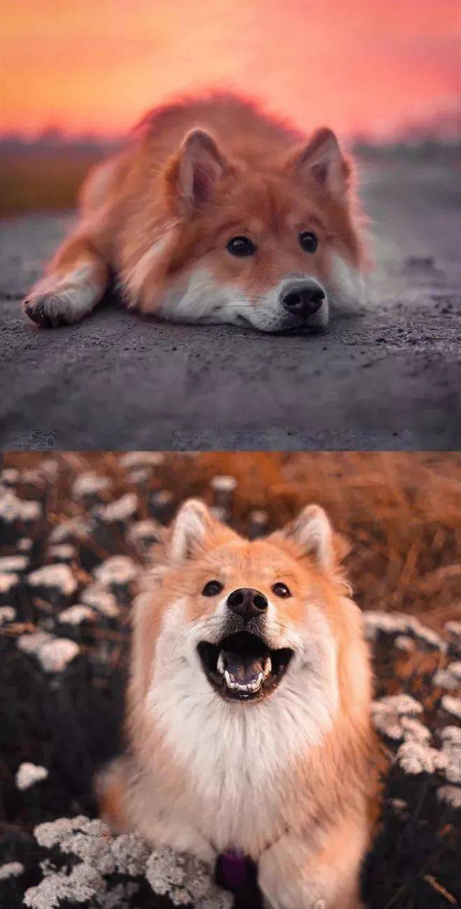 当松狮和萨摩耶谈起了恋爱,你知道会发生什么吗?_柴耶_亲戚_耳朵