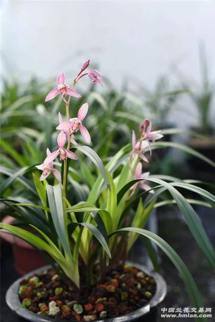 市长红(欣赏篇)