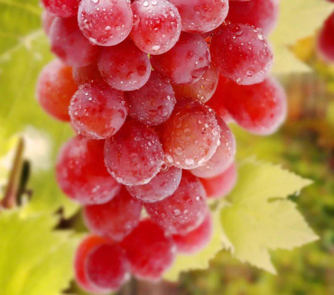 玻璃翠 无籽葡萄