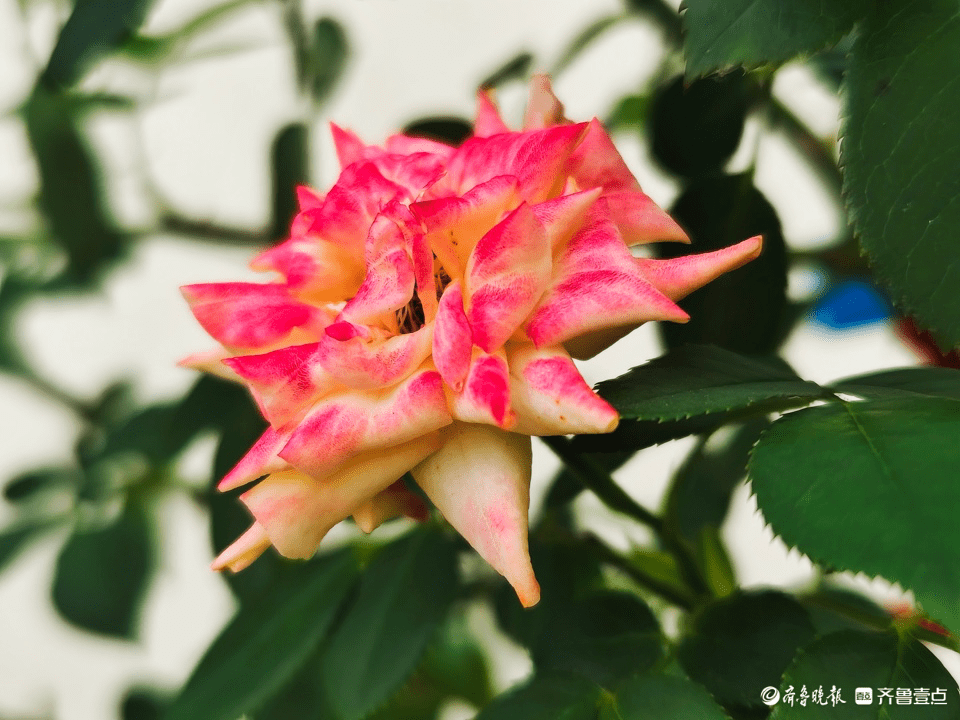 五彩月季花,小巧玲珑好迷人_花朵_高军_开花