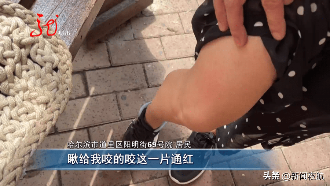 外形看上去像甲壳虫,又有点像蟑螂,不止影响树木的健康,而且还咬人