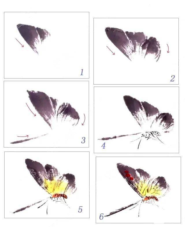 蝴蝶小写意画法图片