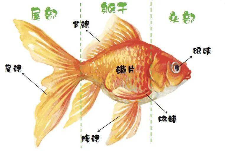 鱼的构造卡通图片