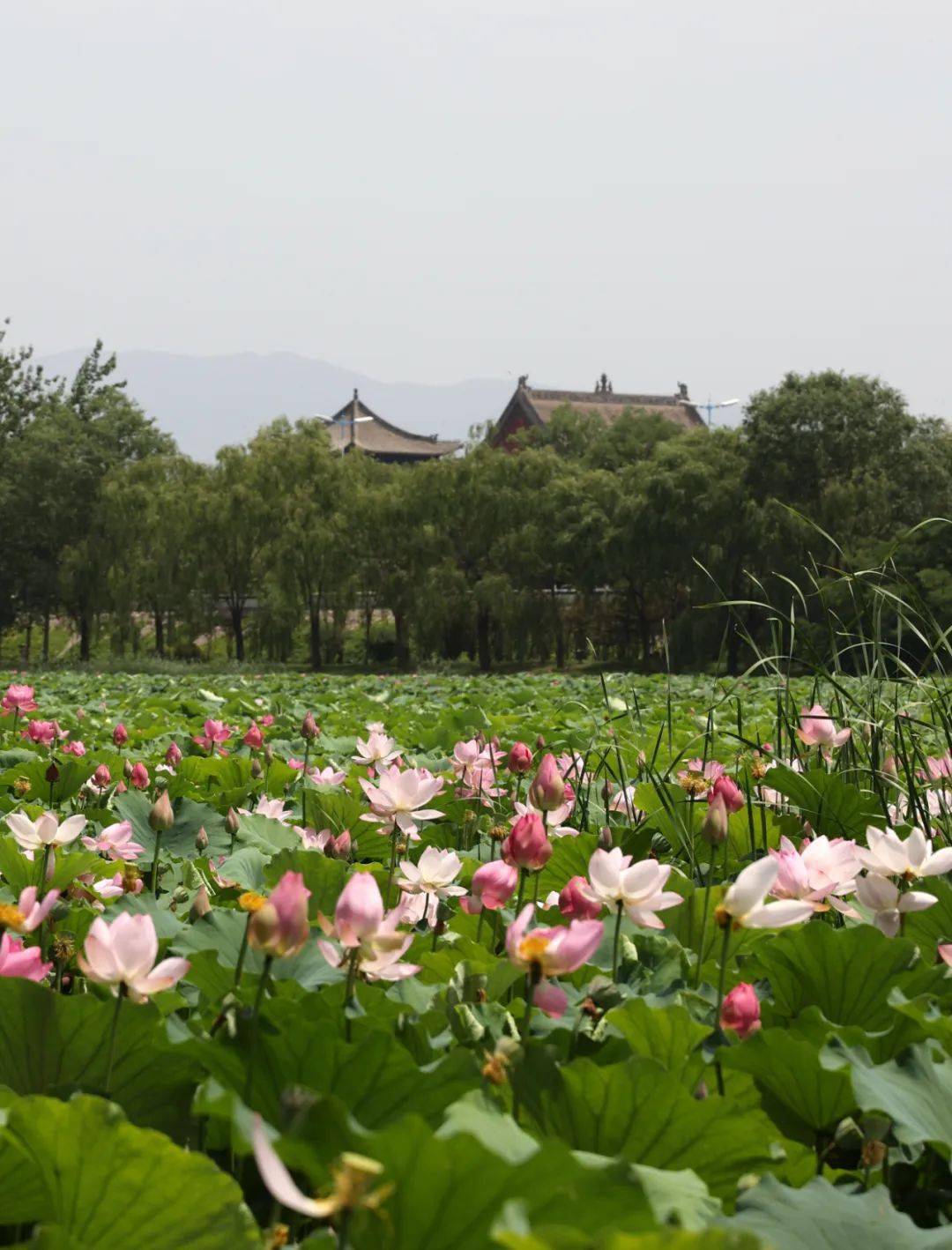 汾河公园里拍到的…太美!_洪洞_风光_前往