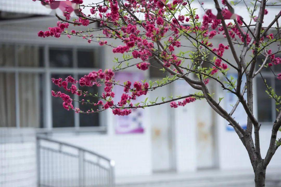 【校园文明风】长乐区鳌峰小学:悦动求真 爱满陶园_活动_文化_红色