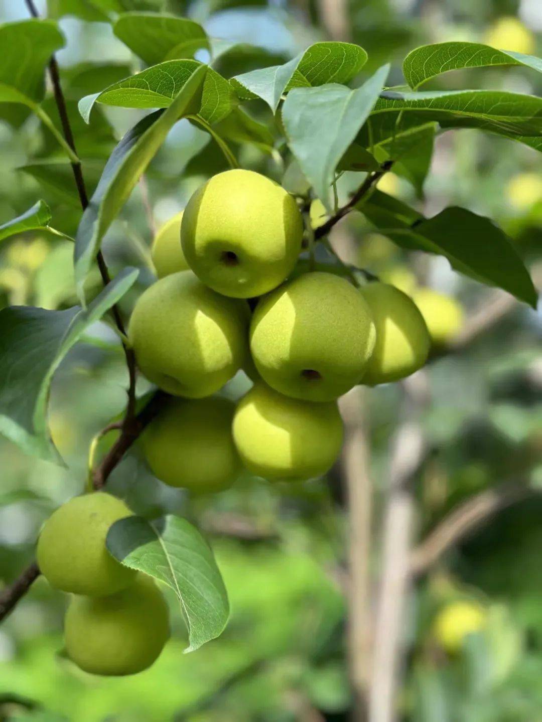 产地食材 ▎吸满太阳精华的小蜜梨:丁香蜜梨,鲜脆爽口,清冽甘甜
