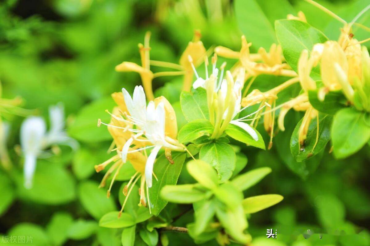 细辛比如,细辛因其根甚细,其味甚辛,而得名细辛;麻黄比如,麻黄