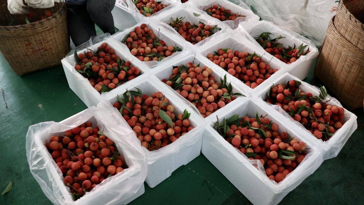 晚熟荔枝怎么卖?人大代表来出招_从化_销售_朱萍