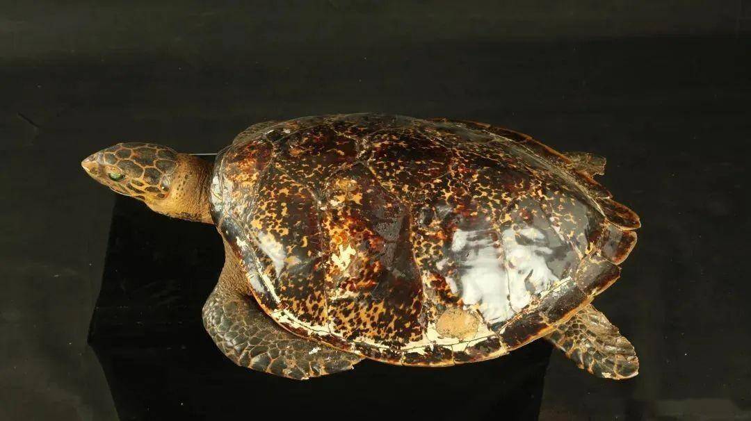 来看北极熊啦!"中国海洋科考与深潜展"夜间免费开放_展览_深海_场景