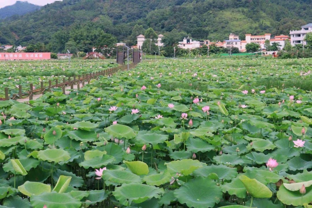绿美陆河 邀您赏荷!共联的荷花开啦!快来打卡_夏天_荷叶_地址
