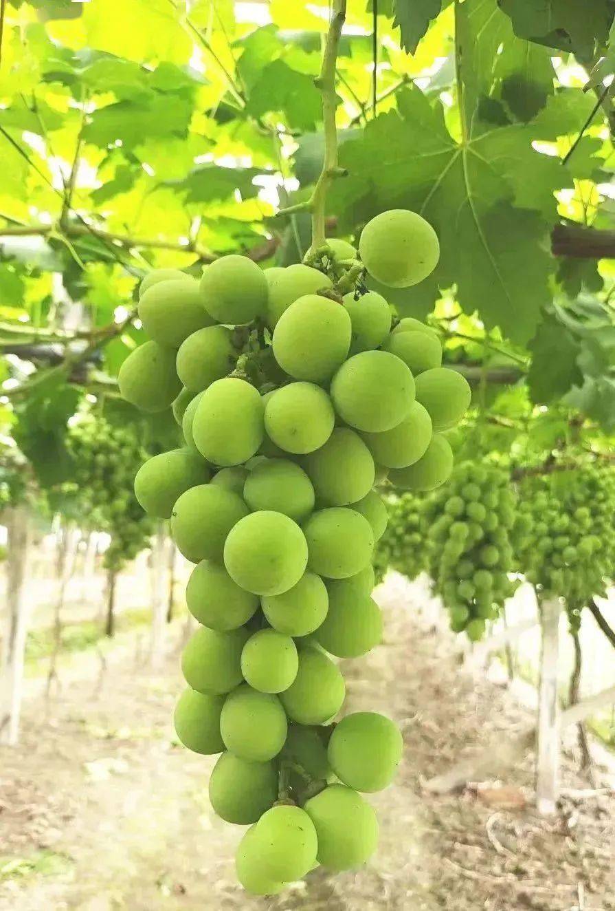 "萄"醉一夏 | 宁波九龙湖养生阁葡萄采摘正当时,欢迎来采摘~_活动