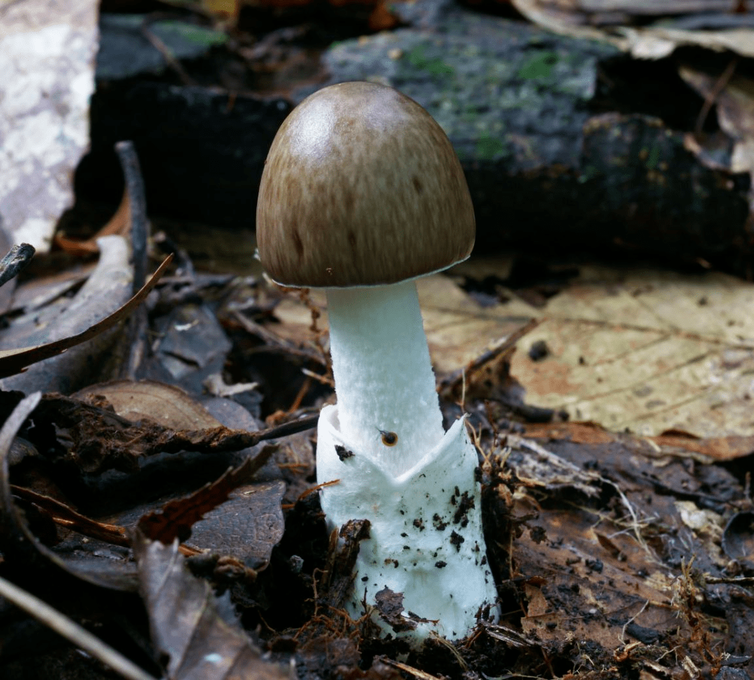剧毒灰花纹鹅膏可食隐花青鹅膏如误食剧毒的急性肝损害型鹅膏菌,6～30