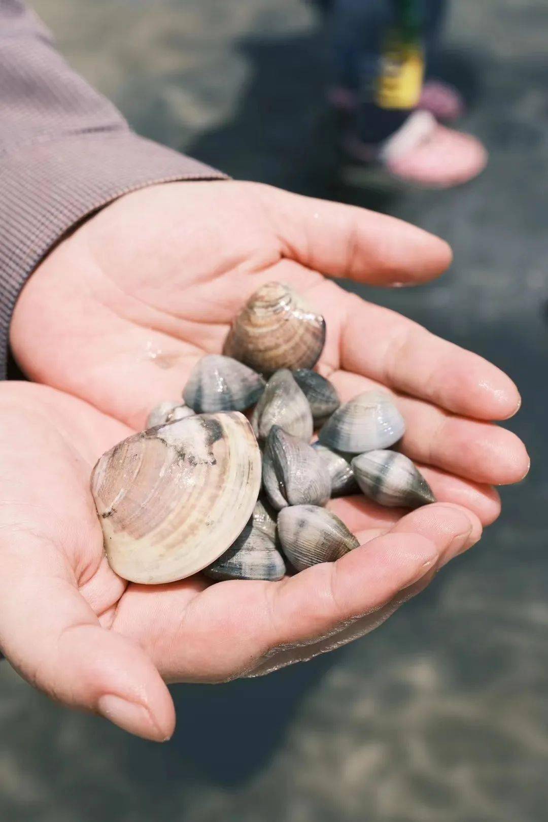 海滩_沙虫_蛏子