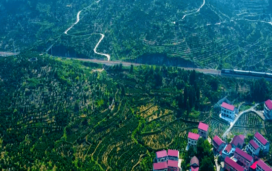 溆浦县大江口镇洑水湾村地处沅水河畔,是有名的柑橘之乡