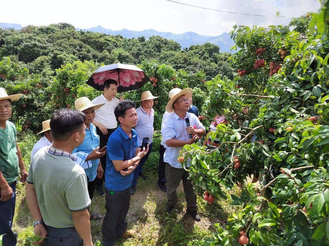 【代表风范】人大代表助"荔"成长 硕果累累——麻垌镇人大代表李平