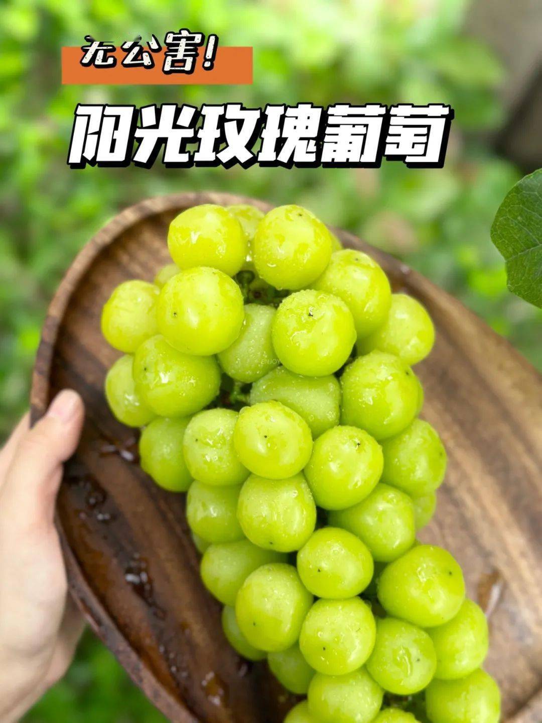 尝一遍99一串不走寻常路的"晴王阳光玫瑰葡萄99"～当你尝上一口