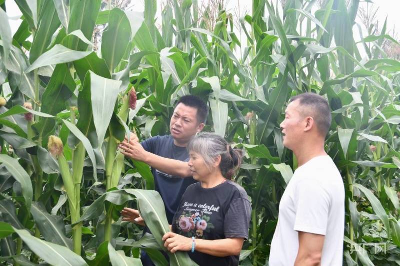 上海助孕机构排名（新邵县土地挂牌及成交公示）新邵县规划，