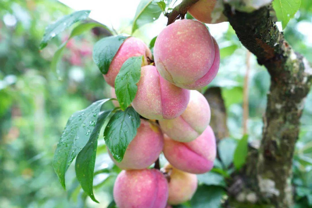 【玩转务川】官学社区邹政果园:桃李cp,把人甜"晕",根本摘不完