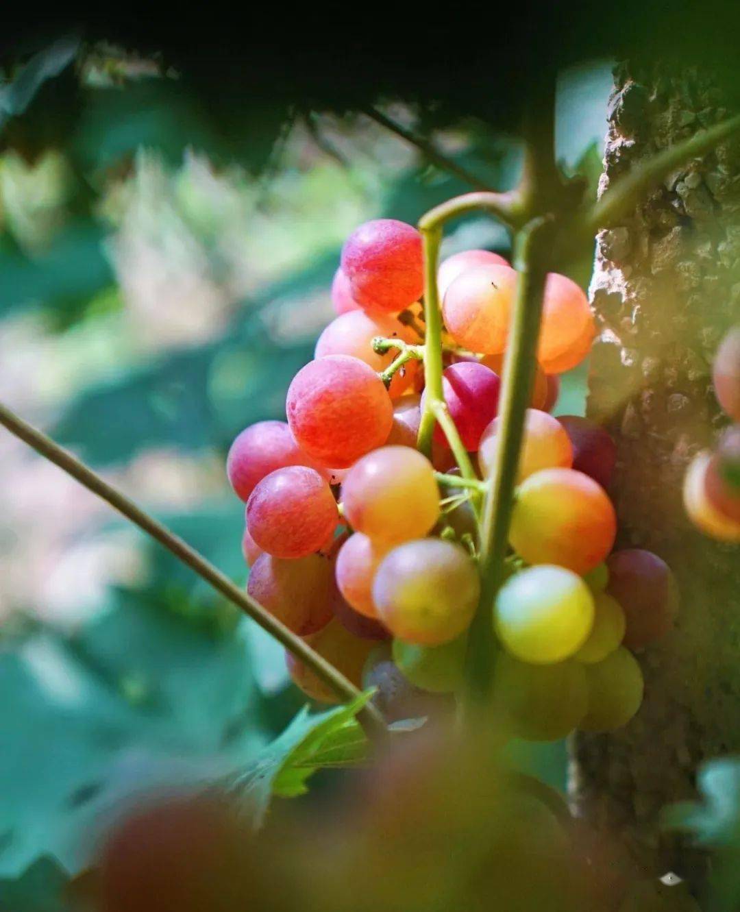 酸甜可口的"乍娜"葡萄_砀山_玄庙镇_水果