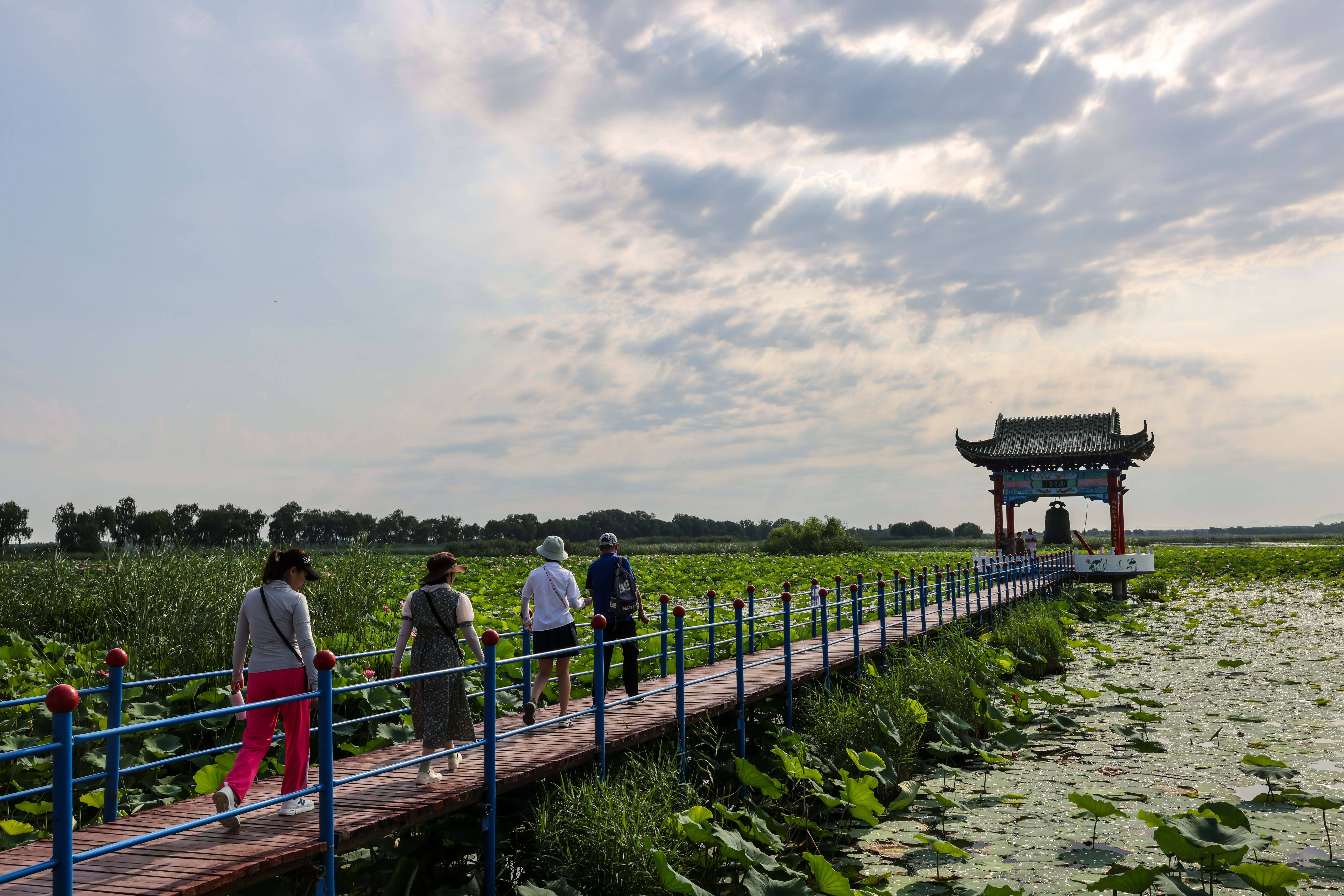 7月9日,在白云湖国家湿地公园内,游客在观赏荷花