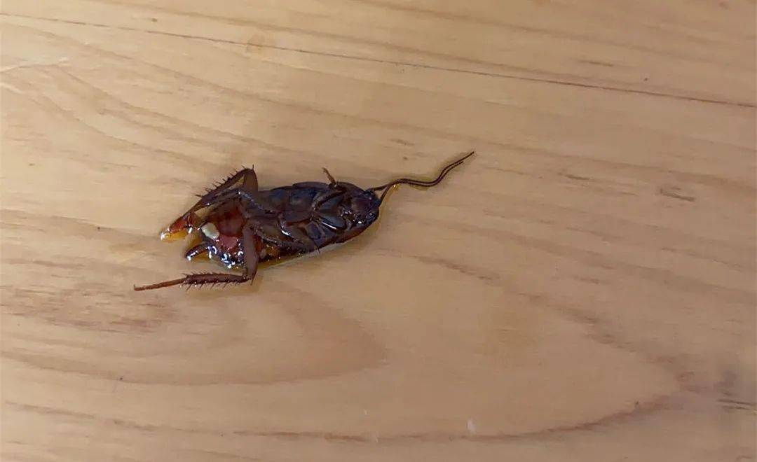 厦门男子吃出大蟑螂,店家却这样说!