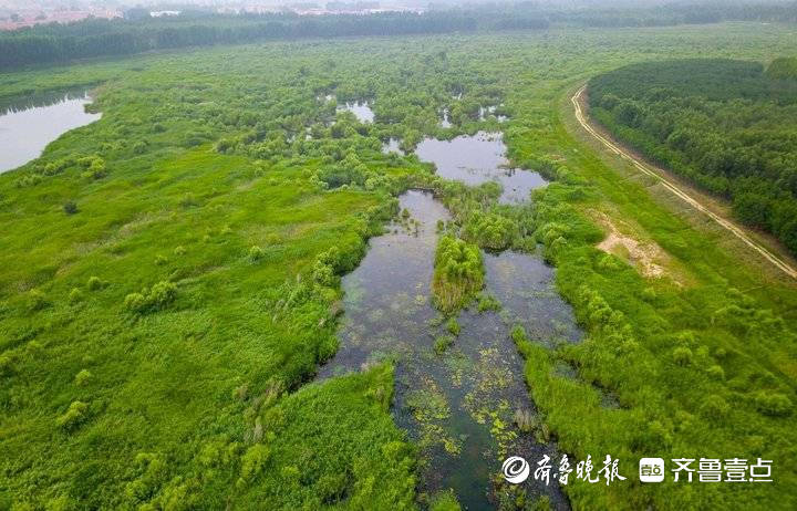 7月盛夏,航拍青岛大沽河湿地公园.河滩上一个个水塘连续不断,加上旺