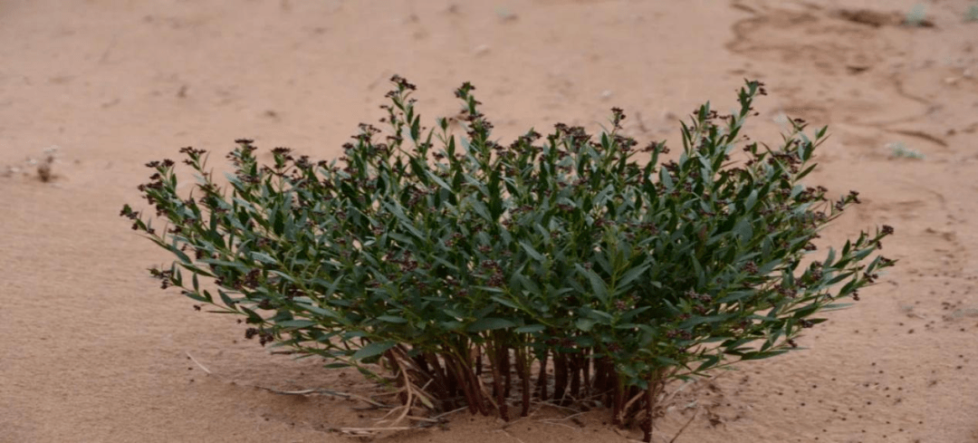 【植物科普宣传】毒害草植物——牛心朴子_cm_mm_紫色