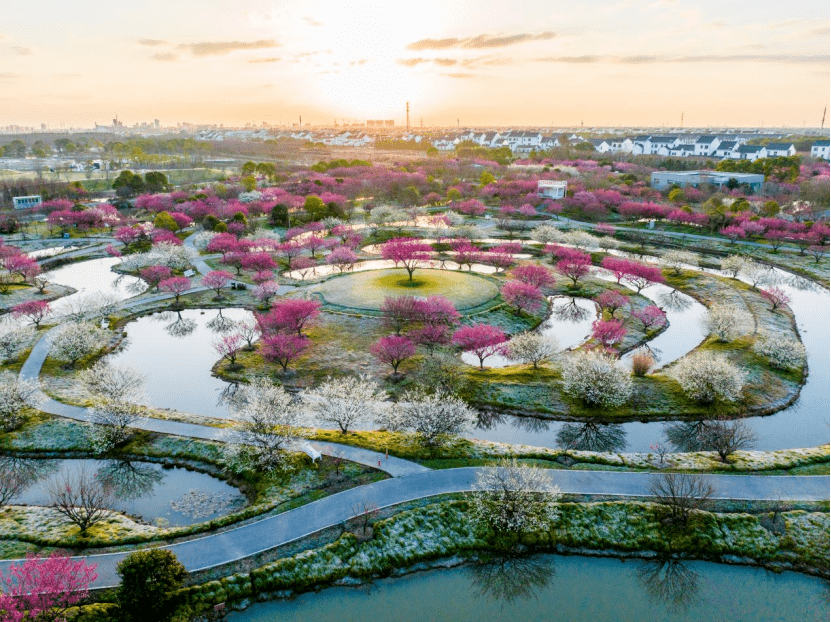 花开海上,是蓝城芳香小镇核心主题景区,位于上海市金山区朱泾镇待泾村
