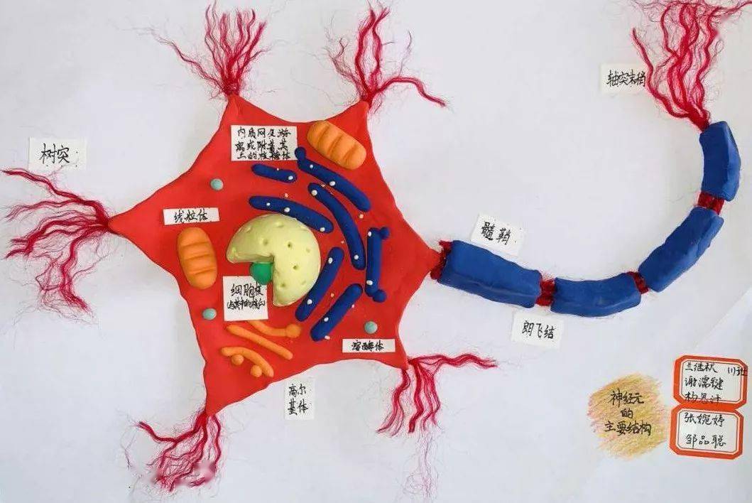 生物学自制模型成品及说明