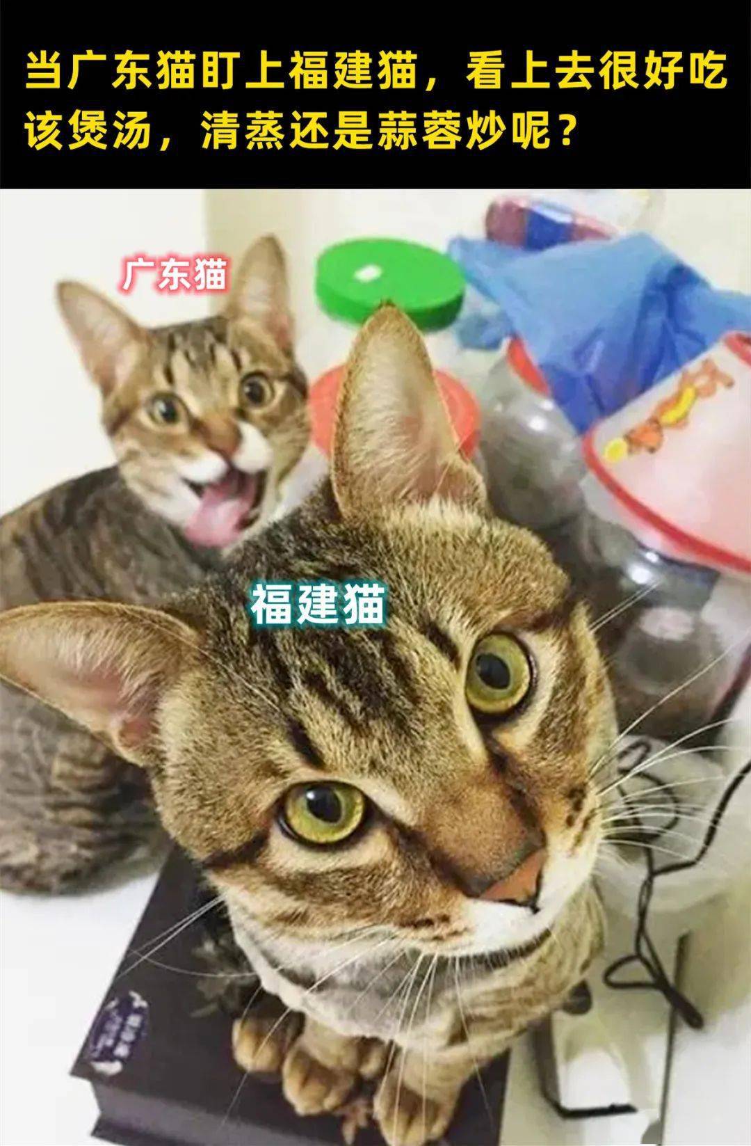 福建猫害怕隔壁的广东猫饿了,在妈祖面前,不敢说谎话.
