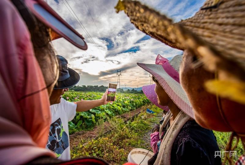 笑脸绽放在丰收的荷塘里_荷花_种植_湖溪乡