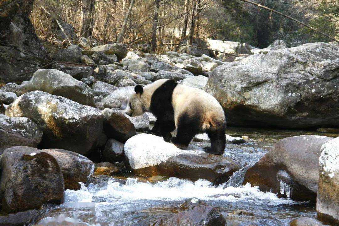 2010年1月,胡万新在巡护过程中幸运地拍摄到大熊猫过河的场景(胡万