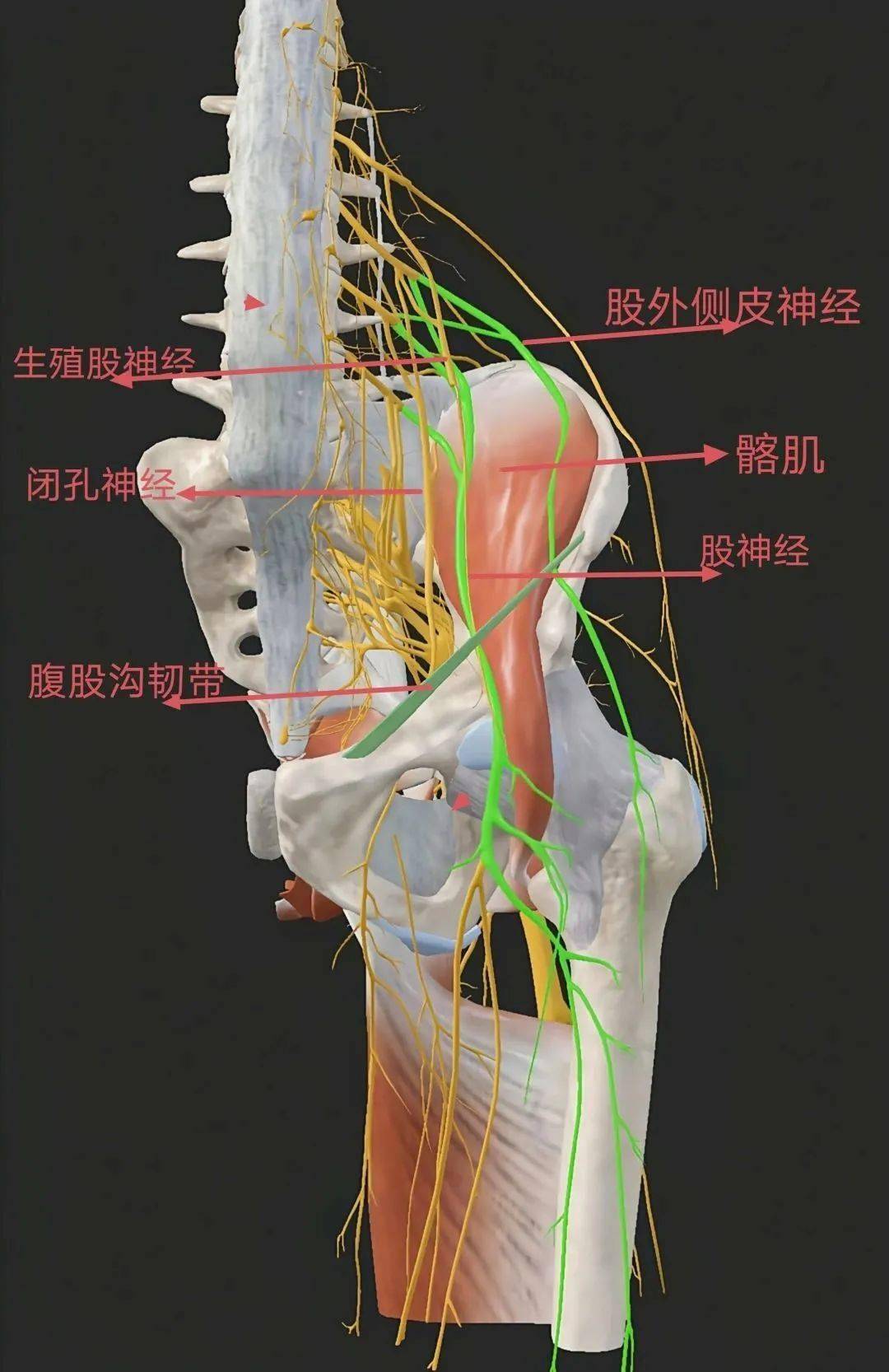 首先,从解剖关系来看,闭孔神经位于耻骨肌深面,而髂筋膜在腹股沟韧带