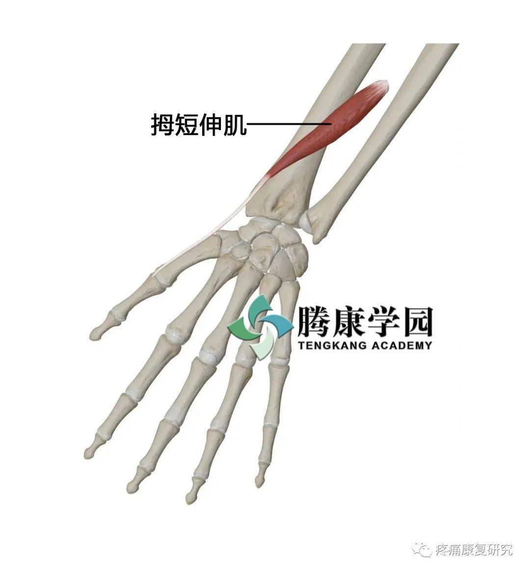 "妈妈手"不只妈妈有:桡骨茎突狭窄性腱鞘炎_拇指_肌腱_活动