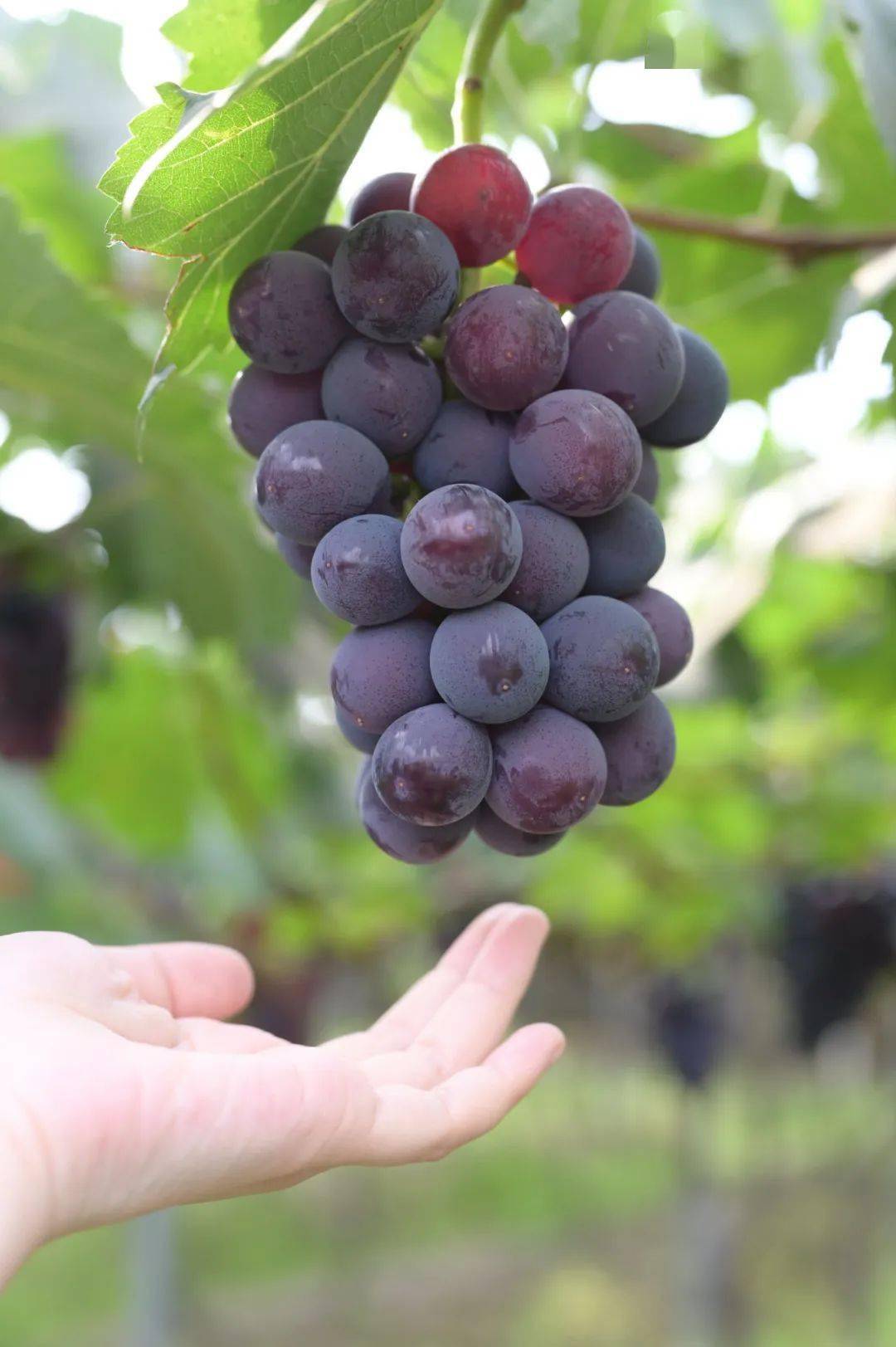 吃一次记一辈子,这串福安葡萄凭什么?_精品_进行_种植