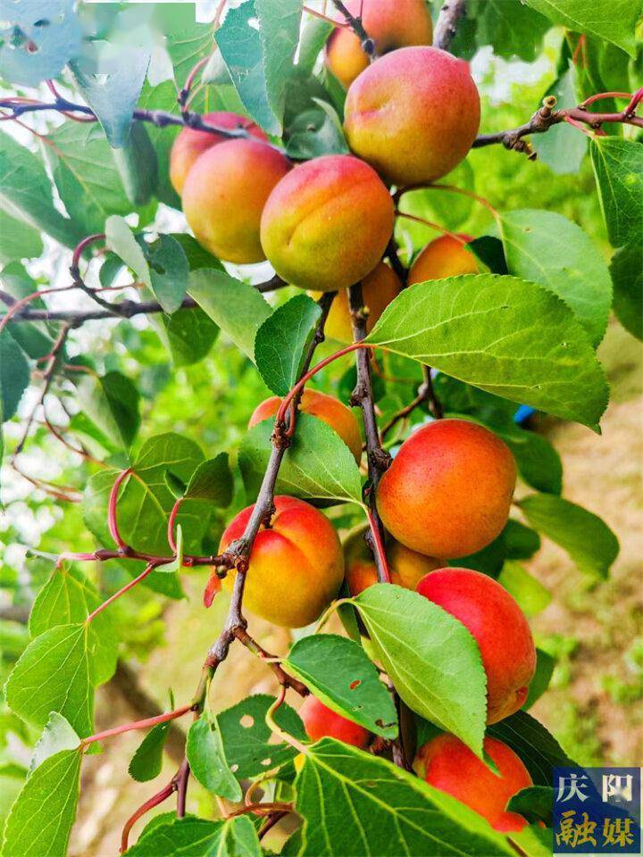 甘肃庆阳合水县西华池镇孙家寨沟村:"红娘子"鲜杏热销_种植_杏子_特色