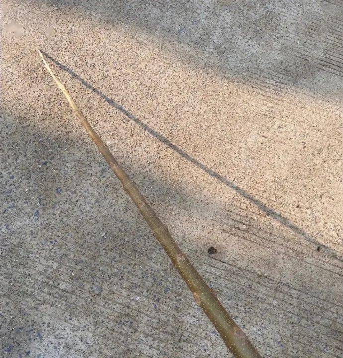 当我和男朋友说捡了一根很直的木棍_ctrl_支持_陈正昊