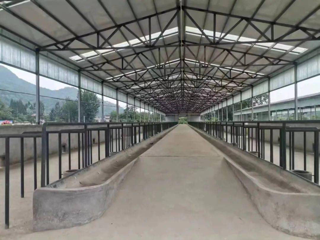 一期工程标准化牛场即将竣工,预计牛养殖规模将达到500头