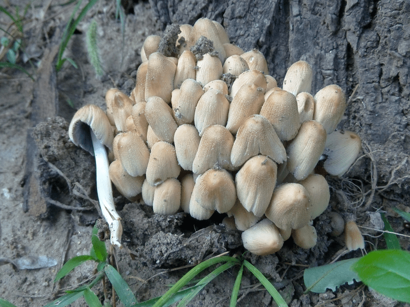 毛头鬼伞相似的毒蘑菇图片