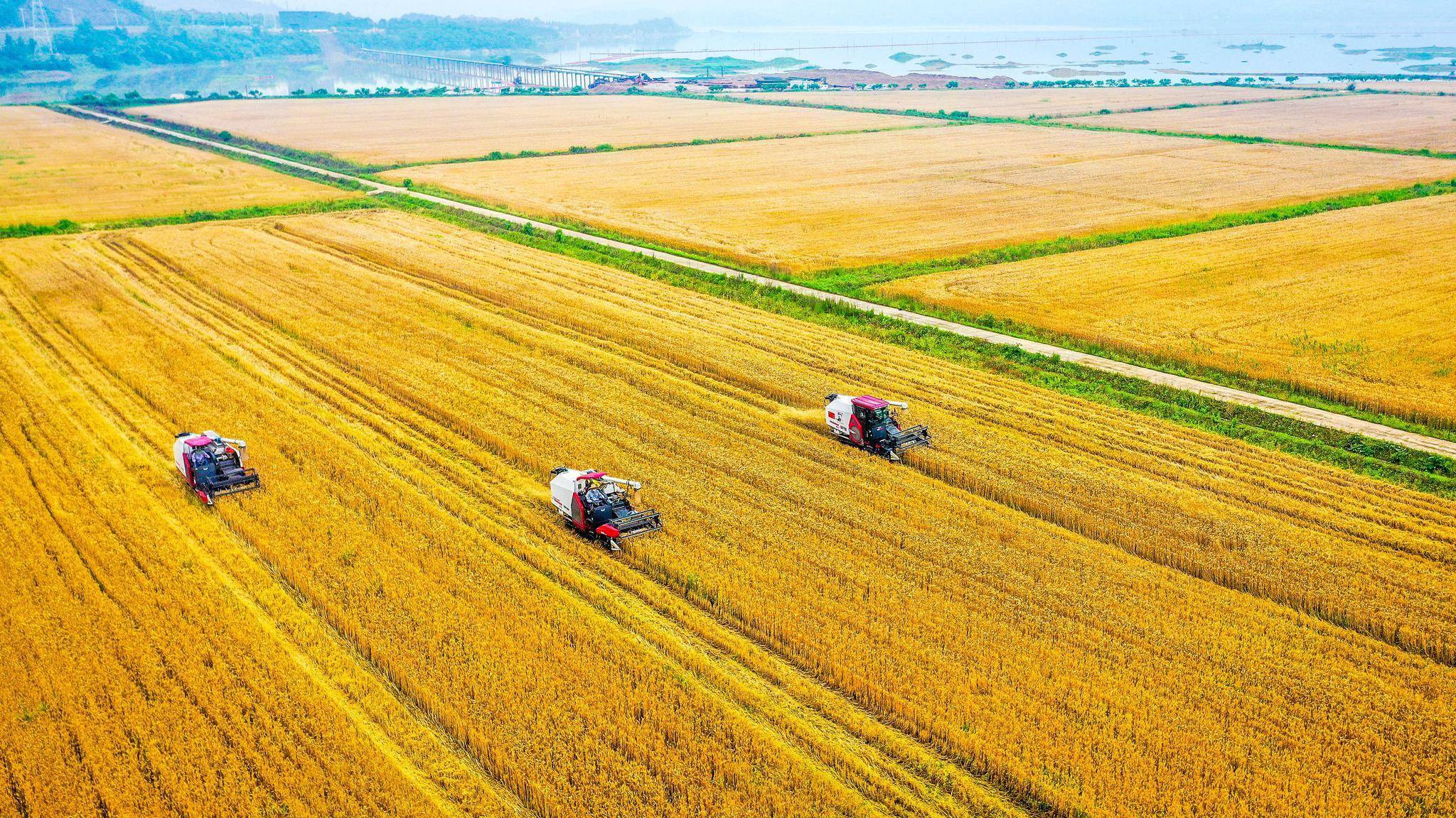 1万吨!山西夏粮喜获丰收!_小麦_我省_生产的